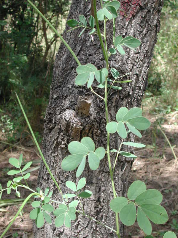 Image of <i>Cassia obtusifolia</i> L.