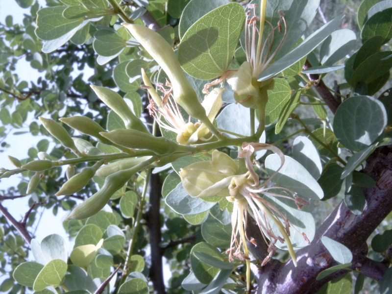 Plancia ëd Bauhinia rufescens Lam.