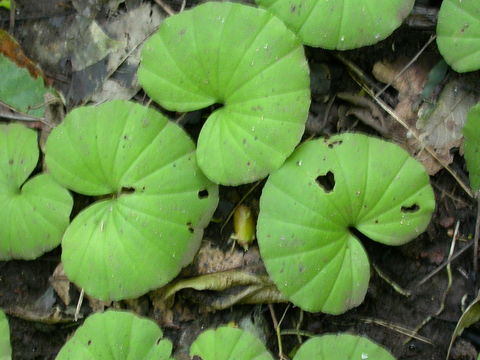 Imagem de Nervilia crociformis (Zoll. & Moritzi) Seidenf.