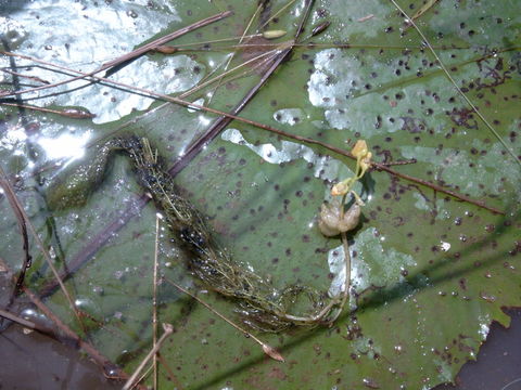 Image of Utricularia stellaris L. fil.