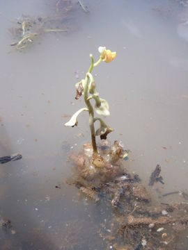 Image of Utricularia stellaris L. fil.