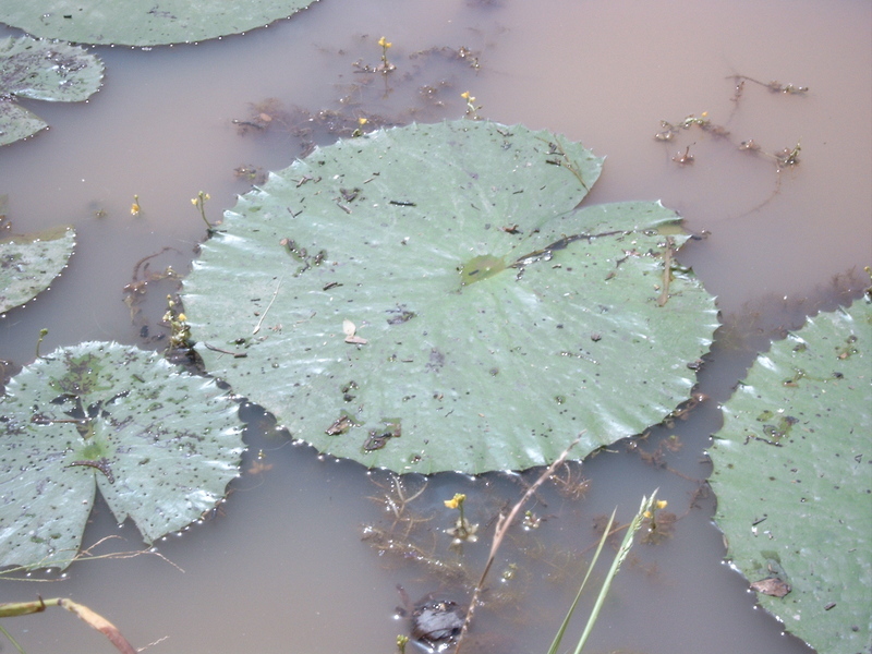 Image of Utricularia stellaris L. fil.