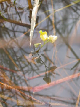 Imagem de Utricularia stellaris L. fil.