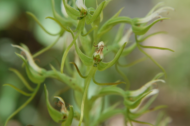 Image of Habenaria longirostris Summerh.