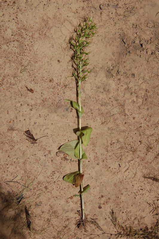 Image of Habenaria longirostris Summerh.