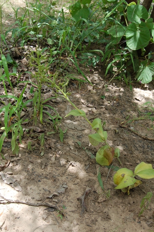 Image of Habenaria longirostris Summerh.