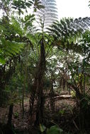 Image of <i>Cyathea manniana</i>