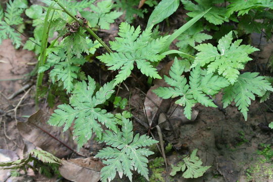 Image of Doryopteris kirkii (Hook.) Alston