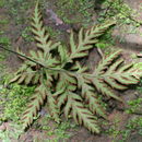 Sivun Doryopteris kirkii (Hook.) Alston kuva