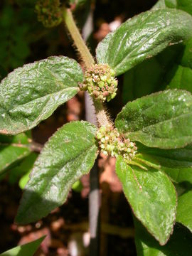 Слика од Euphorbia hirta L.