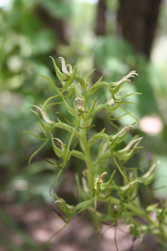 Image of Habenaria longirostris Summerh.