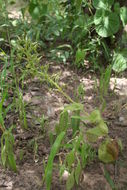 Image of Habenaria longirostris Summerh.