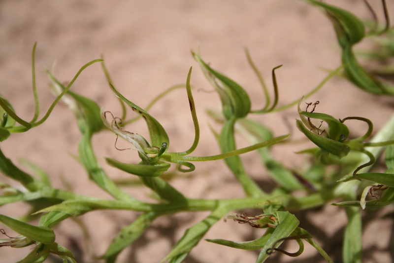 Image of Habenaria longirostris Summerh.