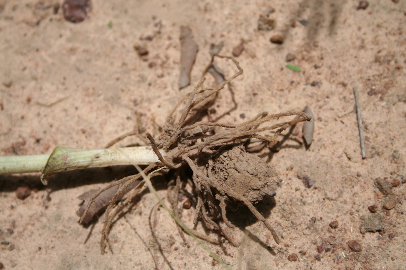 Image of Habenaria longirostris Summerh.