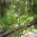 Image of Habenaria longirostris Summerh.