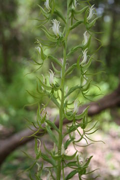 Image of Habenaria longirostris Summerh.