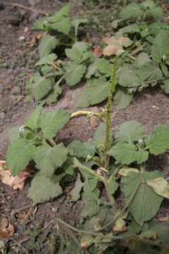 Image of Indian heliotrope