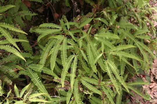 Plancia ëd Dicranopteris linearis (Burm. fil.) Underw.