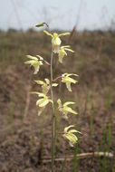 صورة Eulophia flavopurpurea (Rchb. fil.) Rolfe