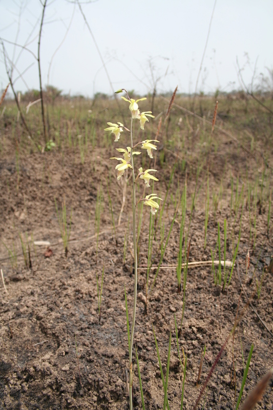 صورة Eulophia flavopurpurea (Rchb. fil.) Rolfe