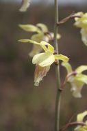 صورة Eulophia flavopurpurea (Rchb. fil.) Rolfe