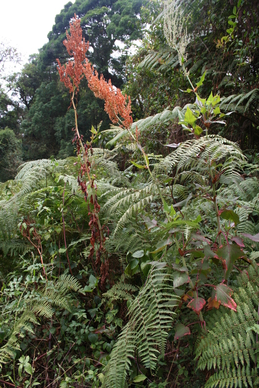 Image of Bracken