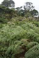 Image of Bracken