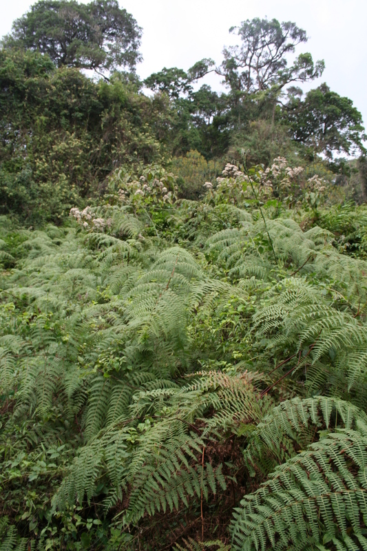 Image of Bracken