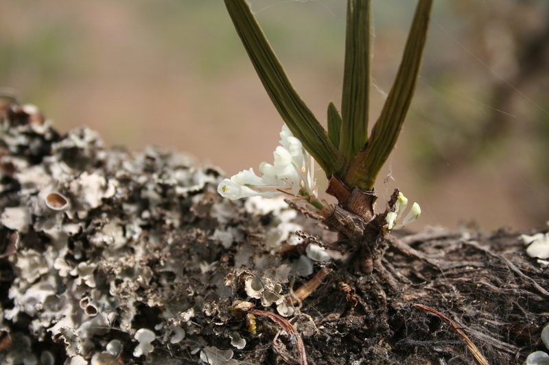 Image of Podangis dactyloceras (Rchb. fil.) Schltr.