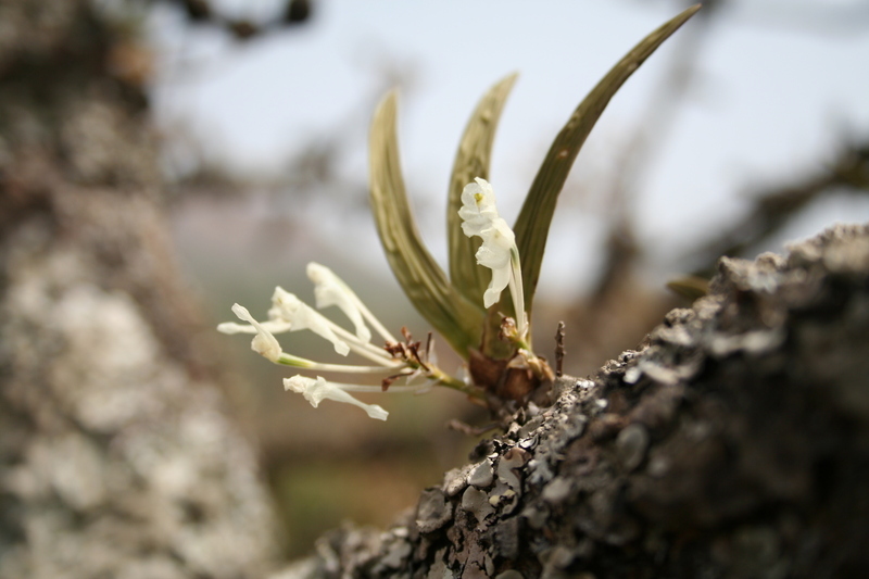 Imagem de Podangis dactyloceras (Rchb. fil.) Schltr.