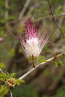 Imagem de Calliandra bijuga Rose