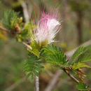 Image of Calliandra bijuga Rose