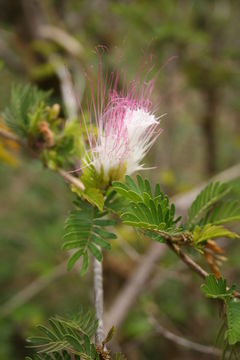 Image of Calliandra bijuga Rose