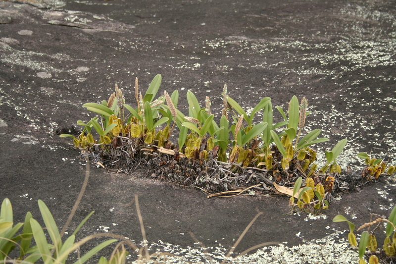 Image of Bulbophyllum lupulinum Lindl.