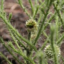 Image de Echinops gracilis O. Hoffm.