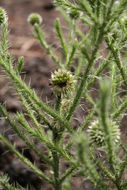 Echinops gracilis O. Hoffm. resmi