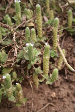 Nelsonia canescens (Lam.) Spreng. resmi