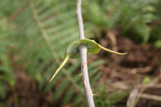 Image of Smilax