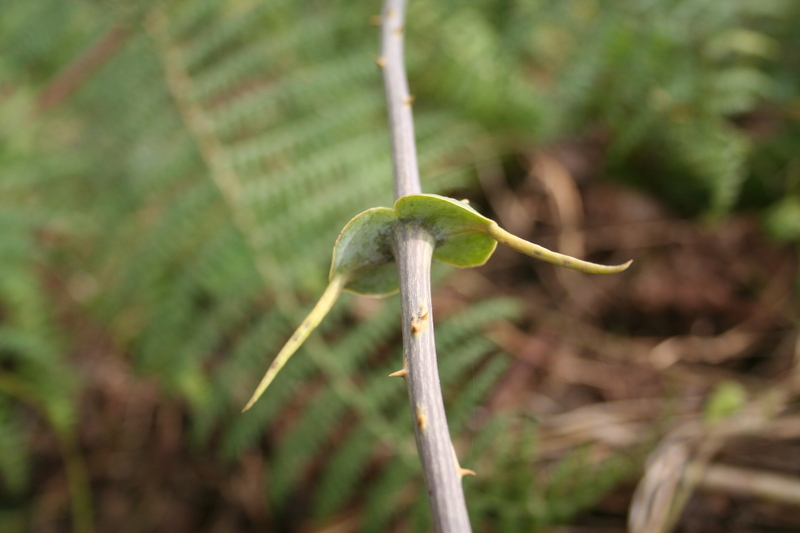 Smilax anceps Willd. resmi