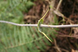 Smilax anceps Willd. resmi