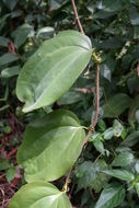 Smilax anceps Willd. resmi