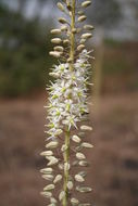 Image of Tall white squill