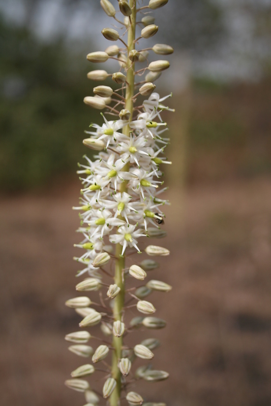 Image of Tall white squill