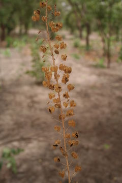 Image of Tall white squill