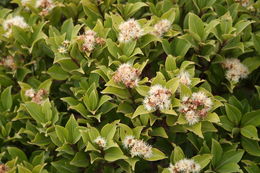 Image of Syzygium staudtii (Engl.) Mildbr.