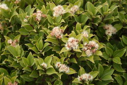 Image of Syzygium staudtii (Engl.) Mildbr.