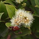 Image of Syzygium staudtii (Engl.) Mildbr.
