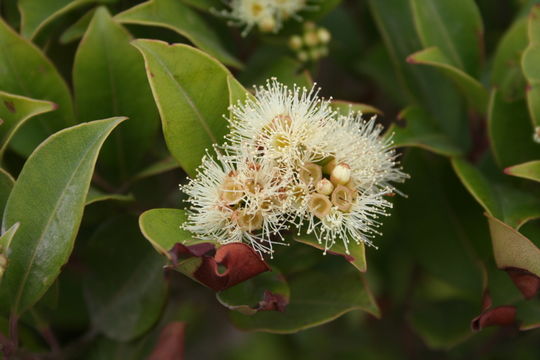 Imagem de Syzygium staudtii (Engl.) Mildbr.