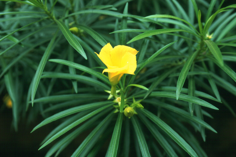 Image of Yellow oleander