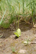 Image of Netted Adder's-Tongue